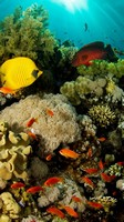 descargar wallpaper de animales